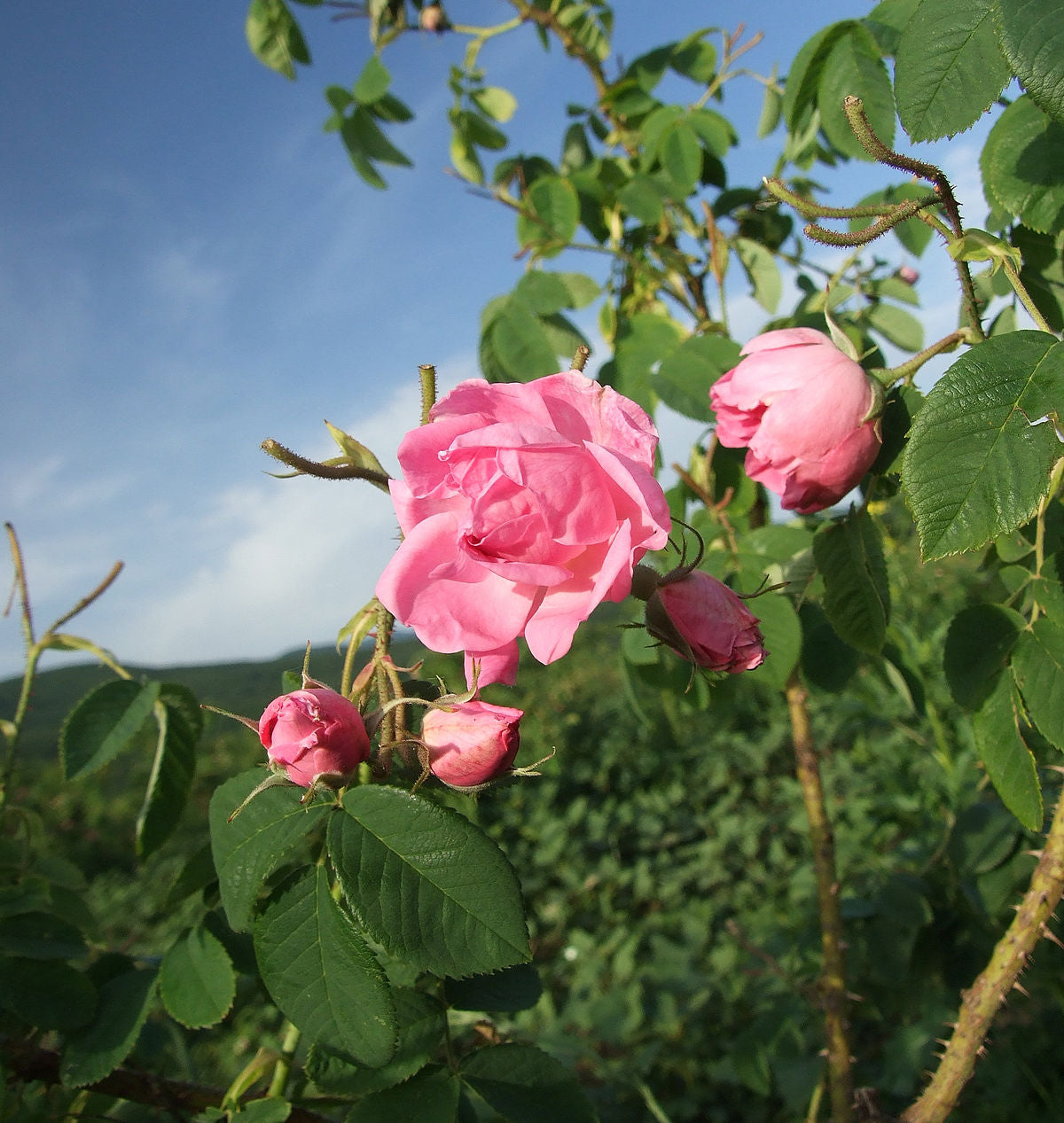 Discover Rose Oil Frequency Benefits Herb'N Eden Discover Rose Oil Frequency Benefits Herb'N Eden