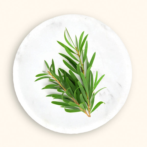 Face Wash Tree Tea: Radiant Skin with Clean & Clear Care
